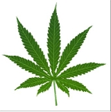 feuille de cannabis